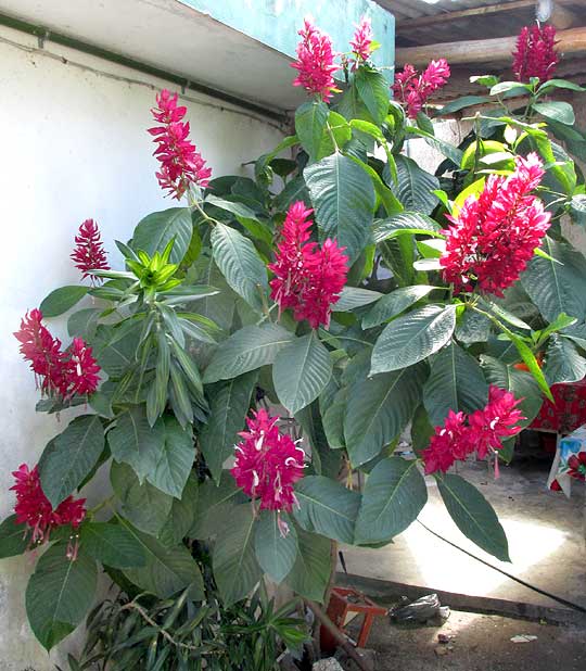 Megaskepasma Brazilian Red Cloak (Megaskepasma erythrochlamys)