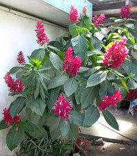 Megaskepasma Brazilian Red Cloak (Megaskepasma erythrochlamys)