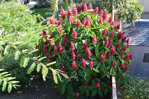 Megaskepasma Brazilian Red Cloak (Megaskepasma erythrochlamys)