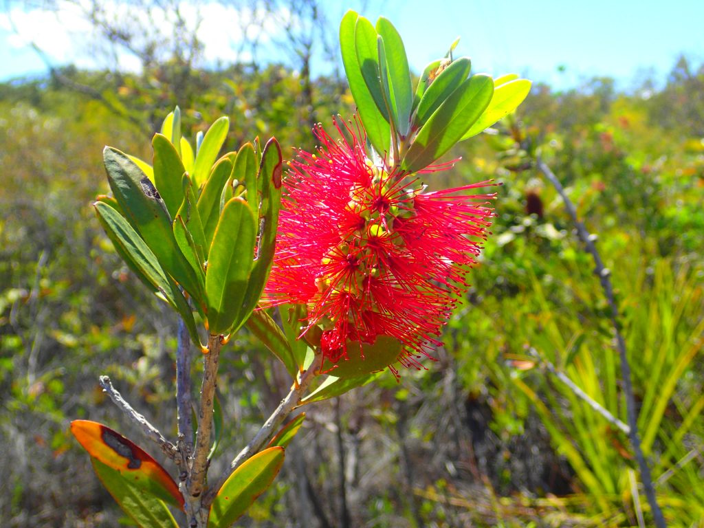 Wallum Bottlebrush (Melaleuca pachyphylla)