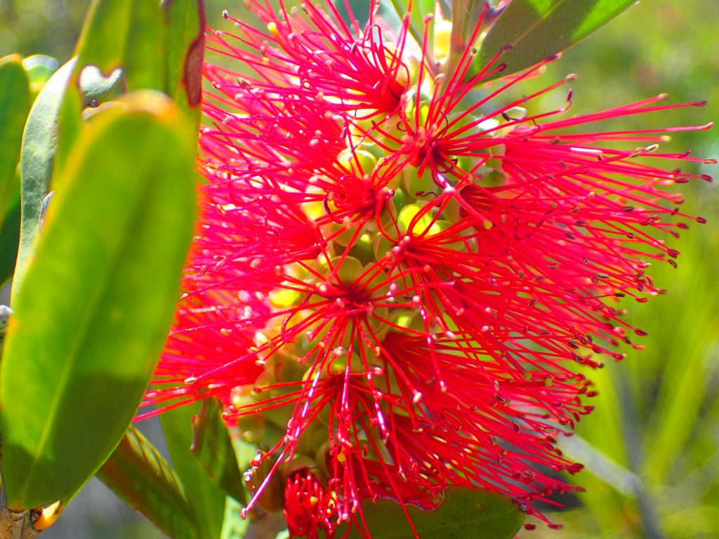 Wallum Bottlebrush (Melaleuca pachyphylla)