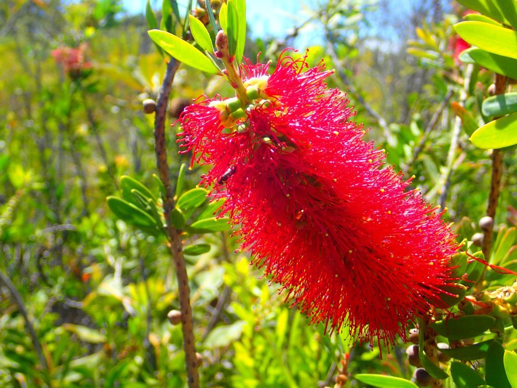 Wallum Bottlebrush (Melaleuca pachyphylla) - Ladybird Nursery
