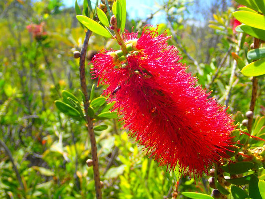Wallum Bottlebrush (Melaleuca pachyphylla)
