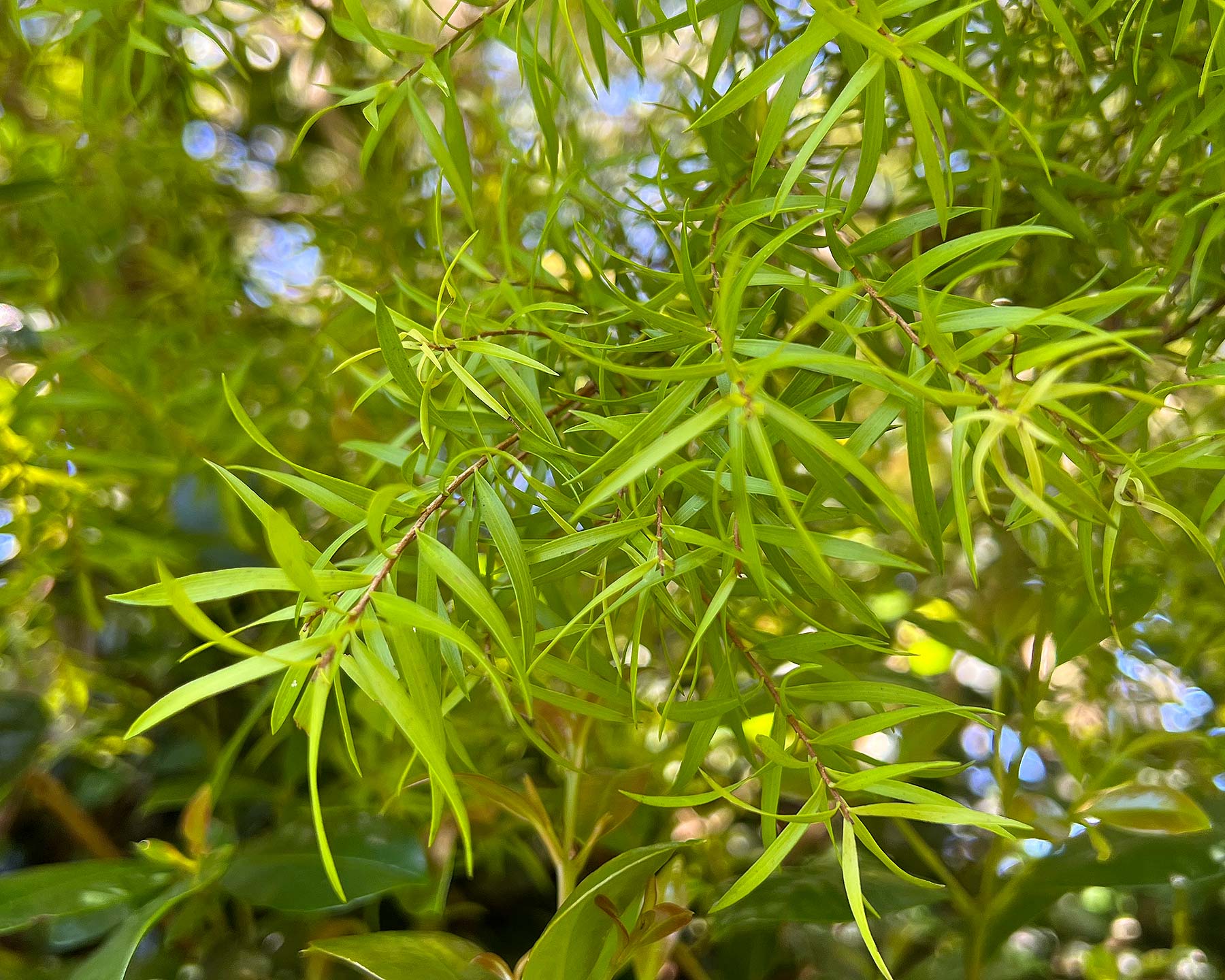 Black Tea - tree Revolution Gold (Melaleuca bracteata) - Ladybird Nursery