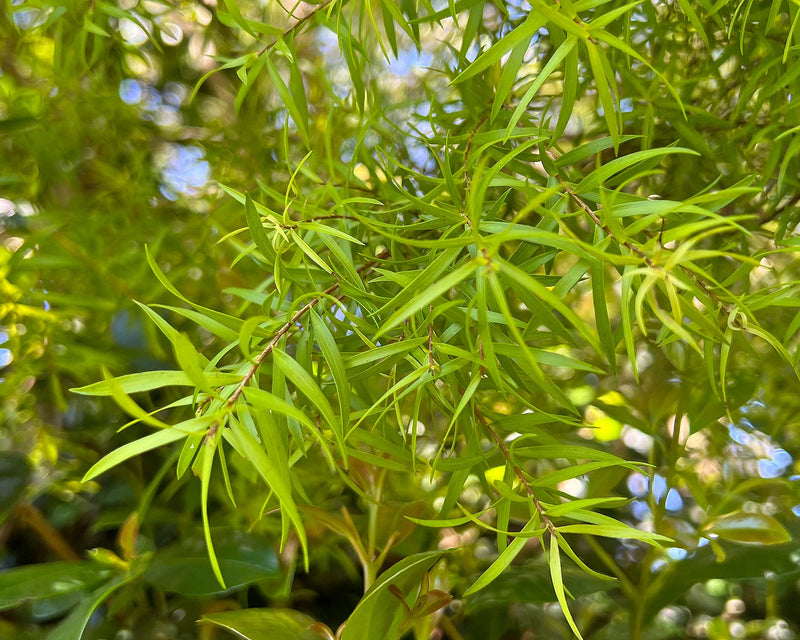 Black Tea-tree Revolution Gold (Melaleuca bracteata)