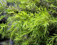 Black Tea-tree Revolution Green (Melaleuca bracteata)