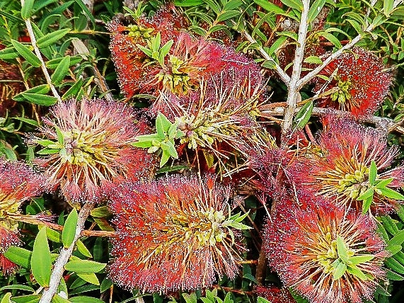 Hillock Bush Ulladulla Beacon (Melaleuca hypericifolia)