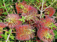 Hillock Bush Ulladulla Beacon (Melaleuca hypericifolia)