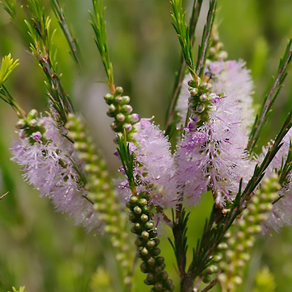 Bracelet Honey Myrtle Pink (Melaleuca armillaris)