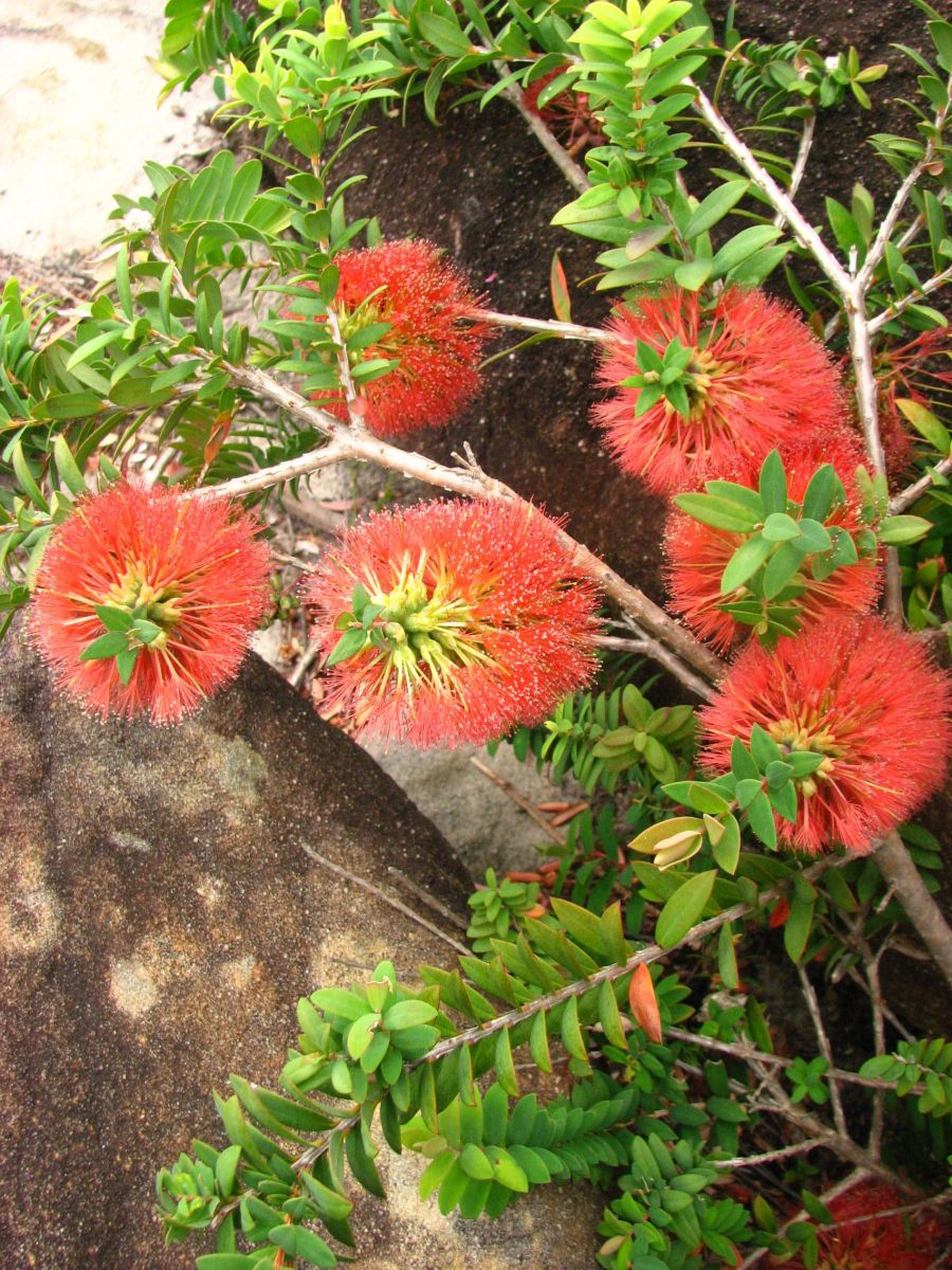 Hillock Bush Ulladulla Beacon (Melaleuca hypericifolia) - Ladybird Nursery