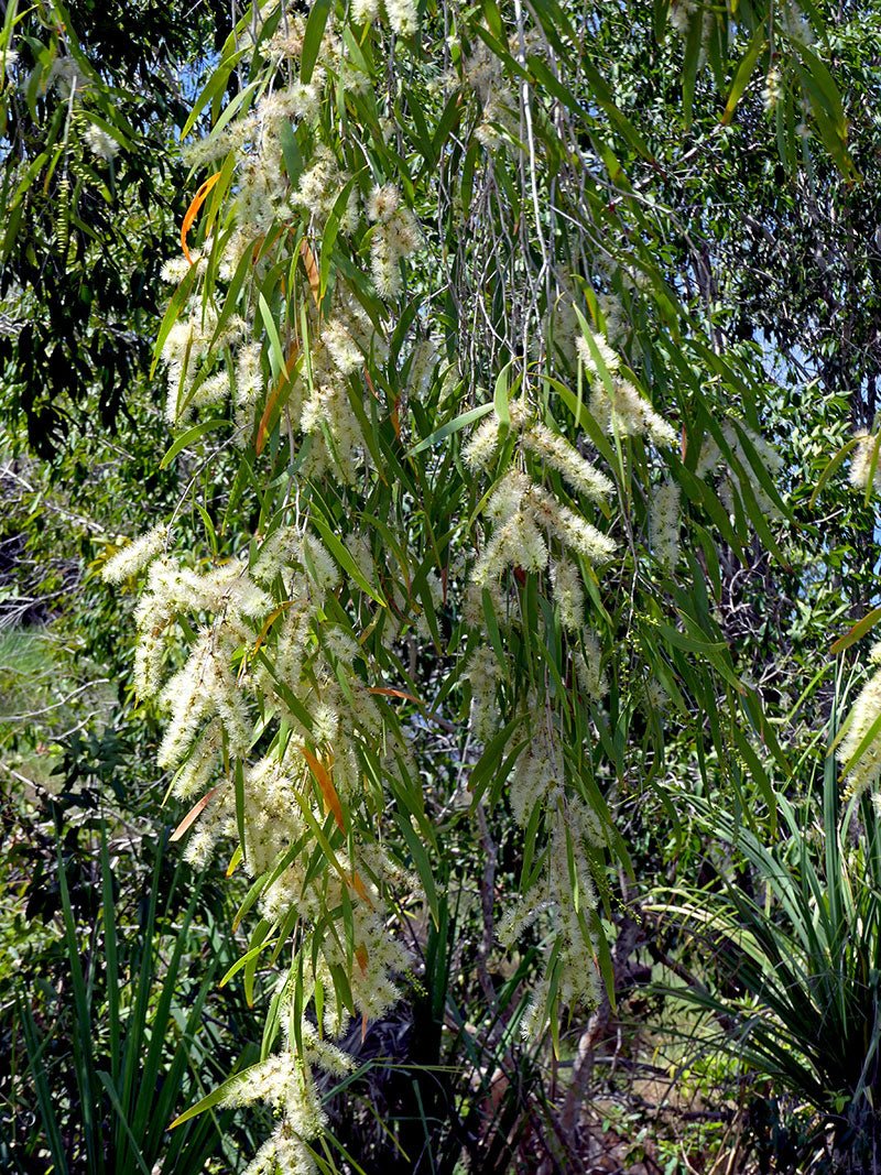 Weeping Paperbark Fine Leaf (Melaleuca leucadendra) - Ladybird Nursery