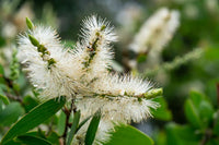 Broad-leaved Paperbark Mini quini (Melaleuca quinquenervia)