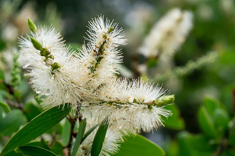 Broad-leaved Paperbark Mini quini (Melaleuca quinquenervia)