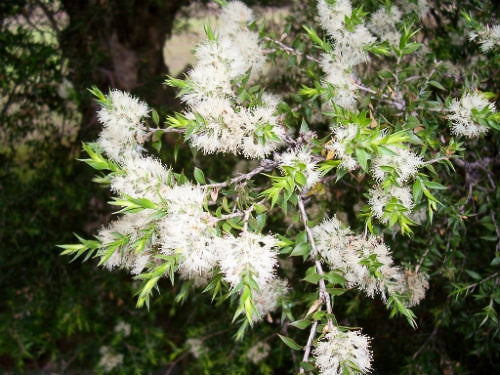 Prickly-leaved Paperbark (Melaleuca styphelioides)