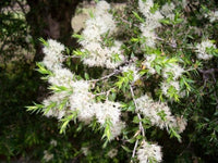 Prickly - leaved Paperbark (Melaleuca styphelioides) - Ladybird Nursery