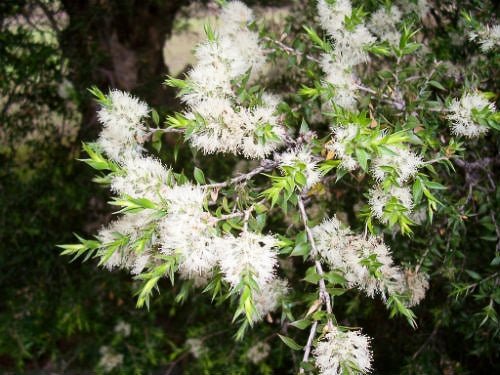Prickly - leaved Paperbark (Melaleuca styphelioides) - Ladybird Nursery