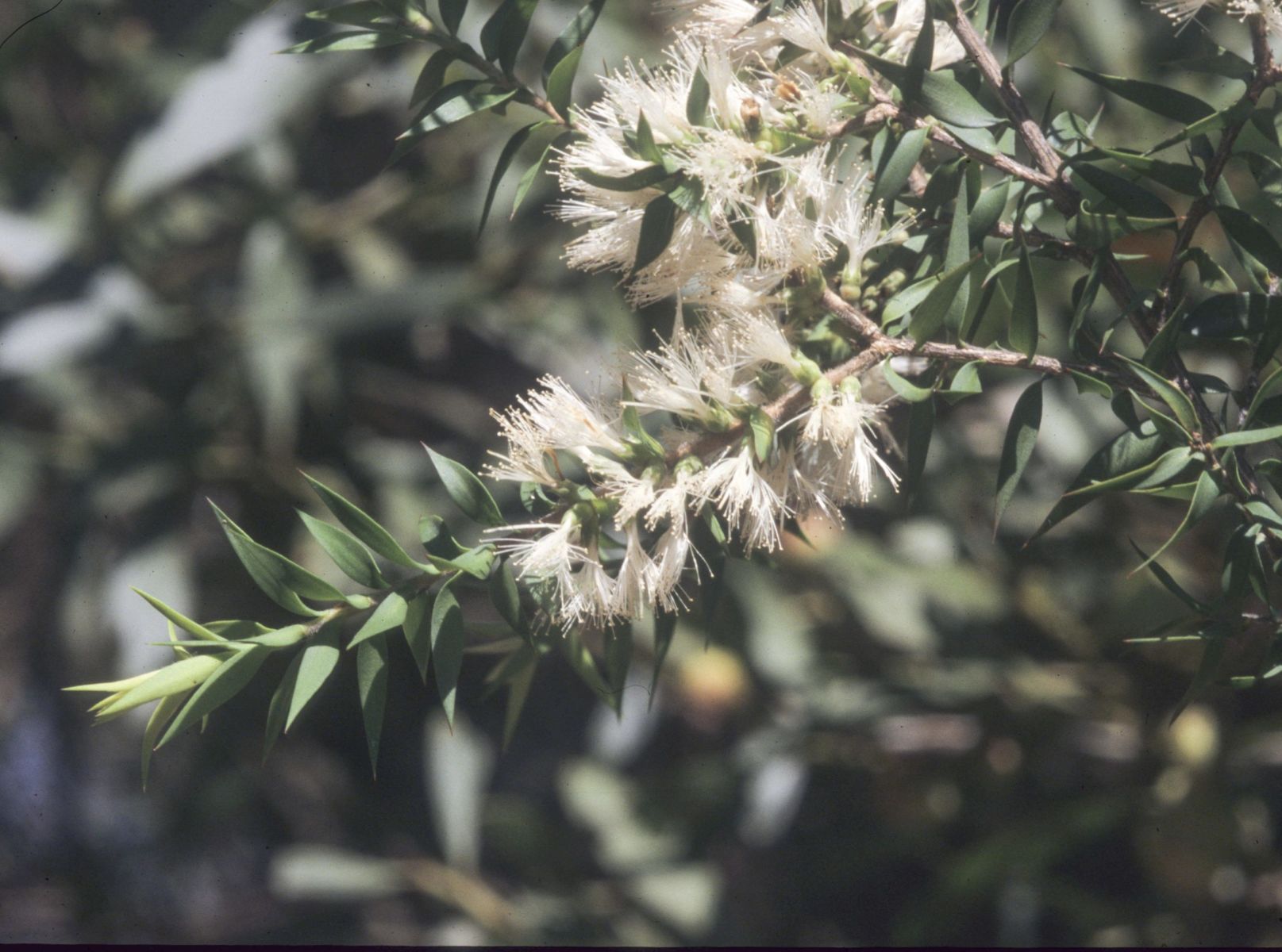 Prickly - leaved Paperbark (Melaleuca styphelioides) - Ladybird Nursery