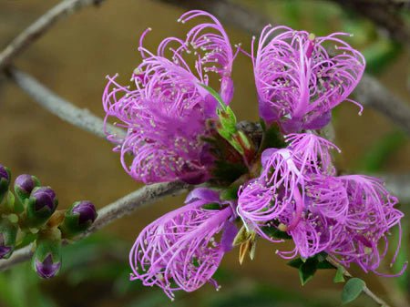 Thyme Honey Myrtle Cotton Candy (Melaleuca thymifolia) - Ladybird Nursery