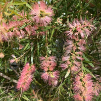 Melaleuca ‘Pink Surprise’ - Ladybird Nursery