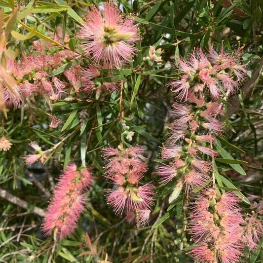 Melaleuca ‘Pink Surprise’ - Ladybird Nursery