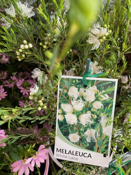 Thyme Honey Myrtle White Lace (Melaleuca thymifolia) - Ladybird Nursery