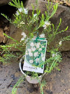 Thyme Honey Myrtle White Lace (Melaleuca thymifolia) - Ladybird Nursery
