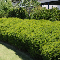 Dwarf Melaleuca 'Green Globe' (Melaleuca armillaris) - Ladybird Nursery