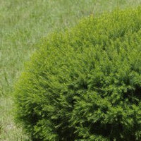 Dwarf Melaleuca 'Green Globe' (Melaleuca armillaris) - Ladybird Nursery