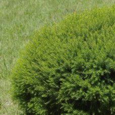 Dwarf Melaleuca 'Green Globe' (Melaleuca armillaris) - Ladybird Nursery