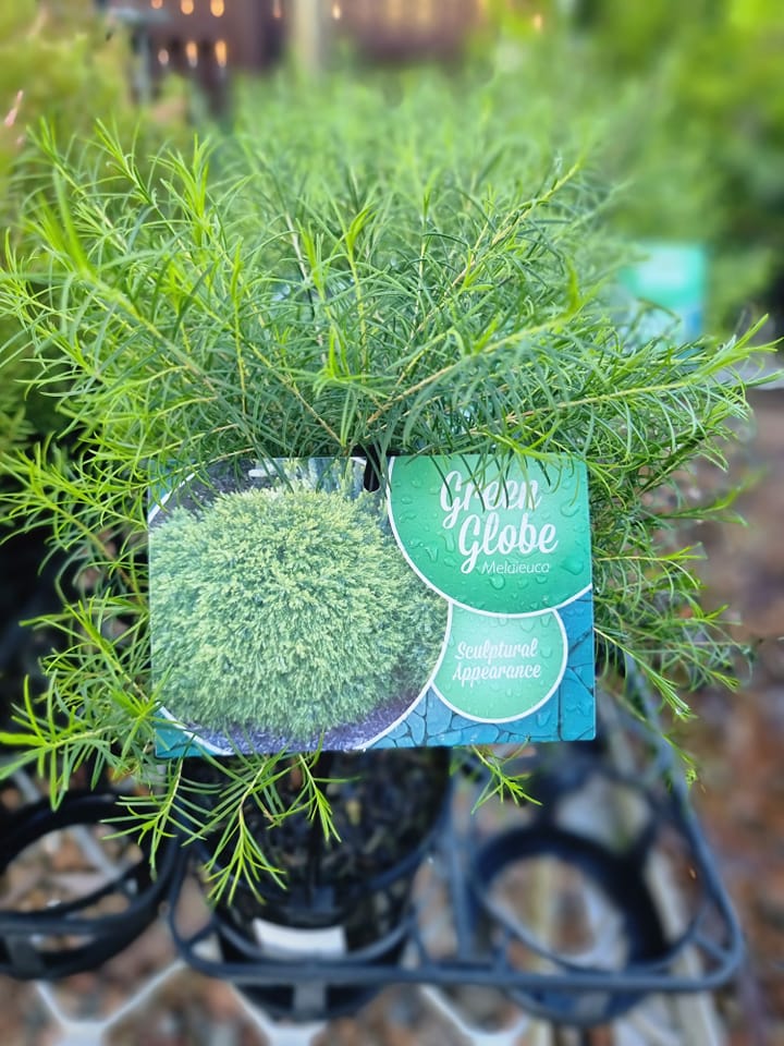 Dwarf Melaleuca 'Green Globe' (Melaleuca armillaris) - Ladybird Nursery