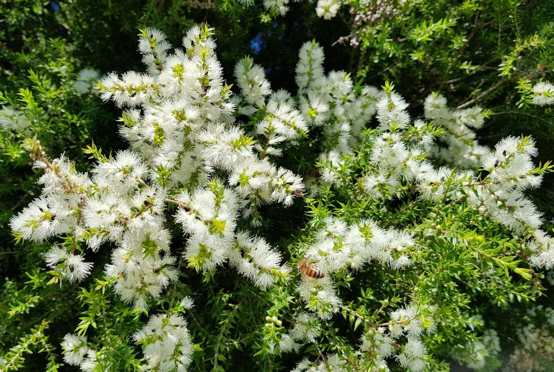 Black Tea - tree Little Gold Feathers (Melaleuca bracteata) - Ladybird Nursery