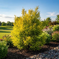 Melaleuca bracteata ‘Revolution Gold’ - Ladybird Nursery