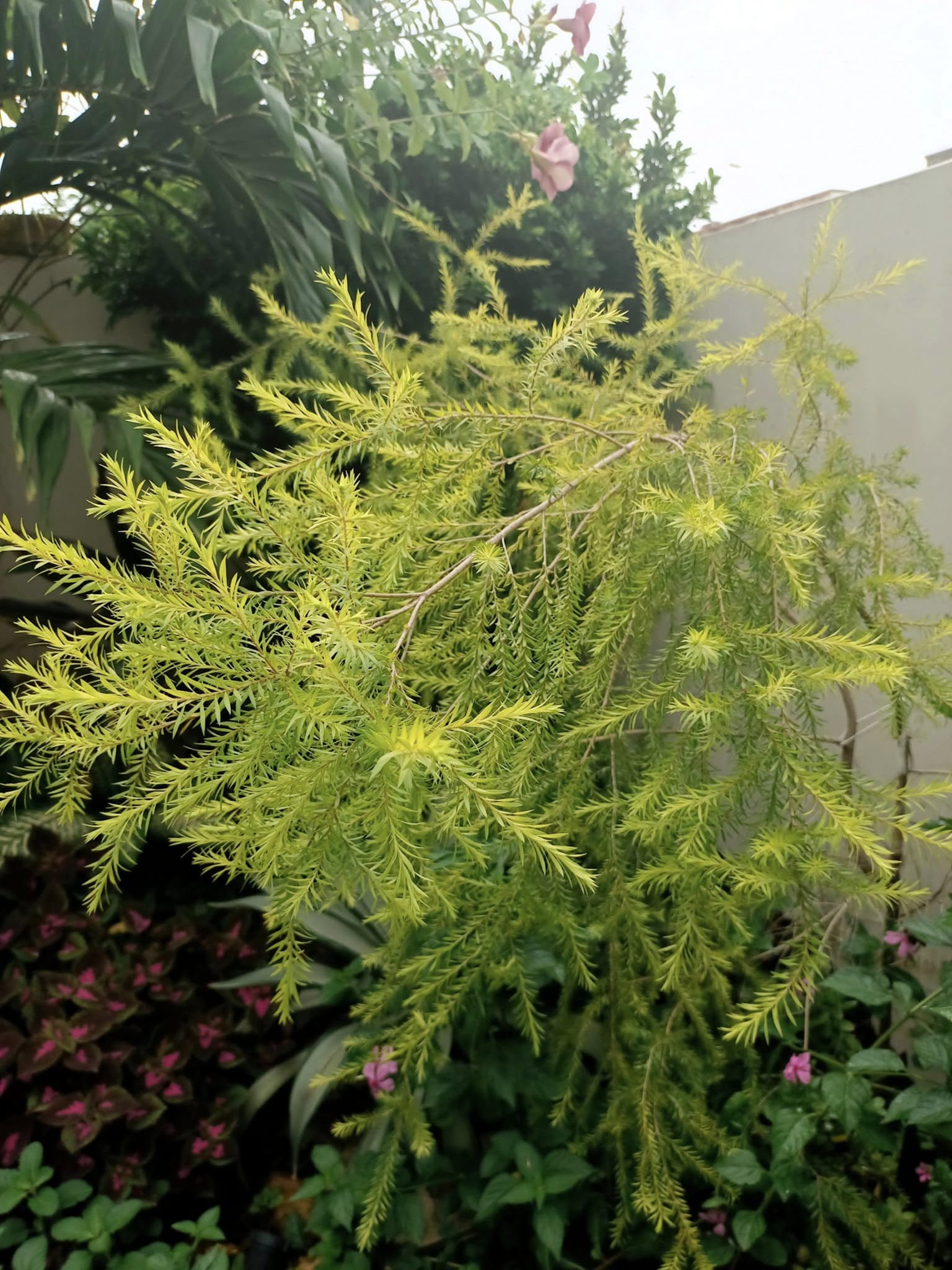 Melaleuca bracteata ‘Revolution Gold’ - Ladybird Nursery