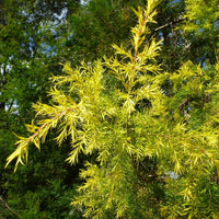 Melaleuca bracteata ‘Revolution Gold’ - Ladybird Nursery