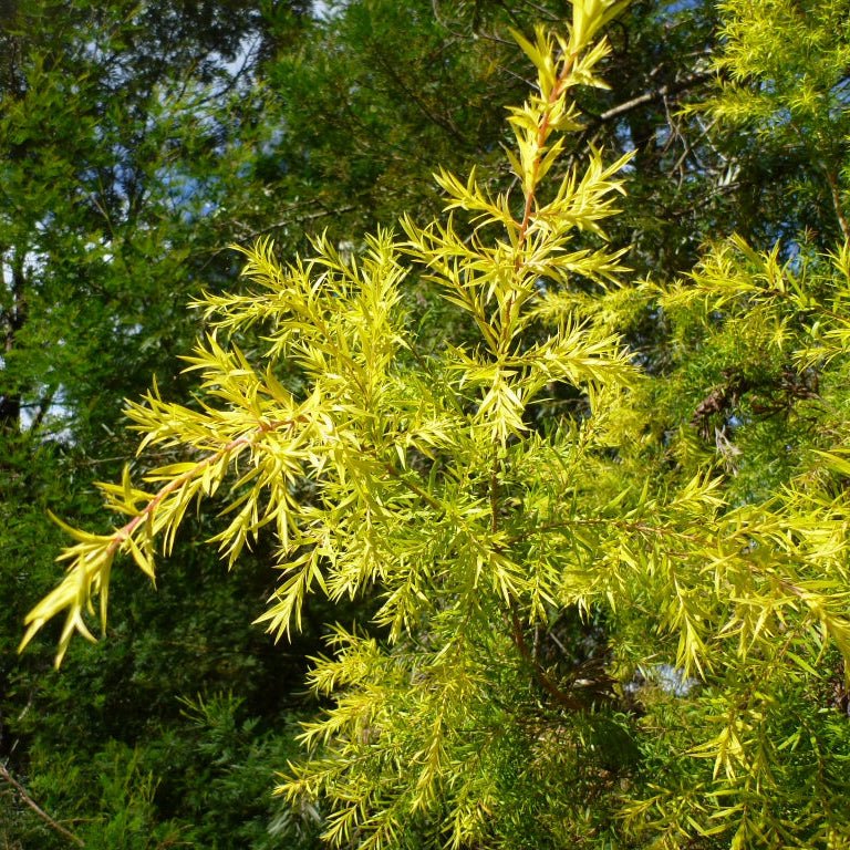 Melaleuca bracteata ‘Revolution Gold’ - Ladybird Nursery