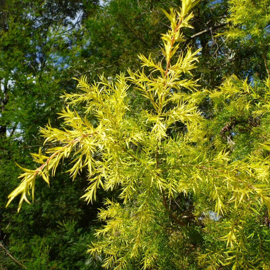 Melaleuca bracteata ‘Revolution Gold’ - Ladybird Nursery