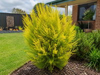Melaleuca bracteata ‘Revolution Gold’ - Ladybird Nursery