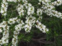 Black Tea-tree Little Gold Feathers (Melaleuca bracteata)