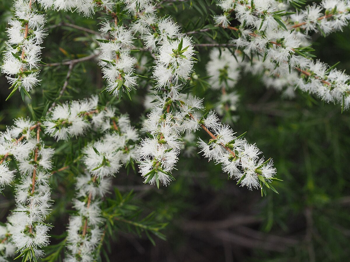 Black Tea - tree Little Gold Feathers (Melaleuca bracteata) - Ladybird Nursery