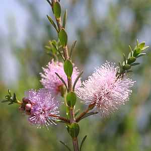 Totem Poles (Melaleuca decussata)