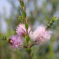 Totem Poles (Melaleuca decussata) - Ladybird Nursery