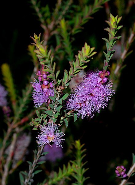 Totem Poles (Melaleuca decussata) - Ladybird Nursery