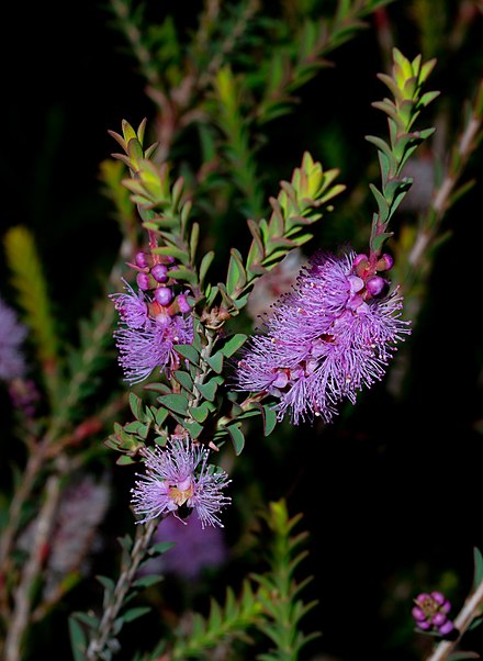 Totem Poles (Melaleuca decussata)