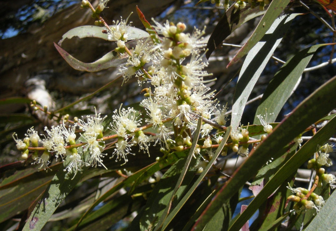 Weeping Paperbark Fine Leaf (Melaleuca leucadendra) - Ladybird Nursery