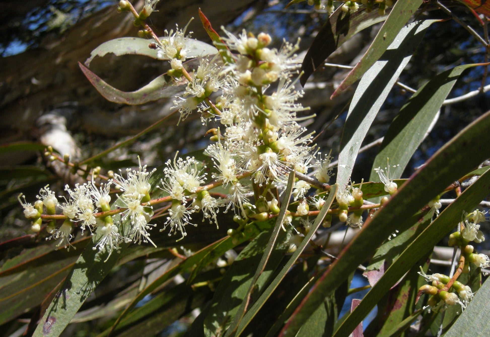 Weeping Paperbark Fine Leaf (Melaleuca leucadendra)