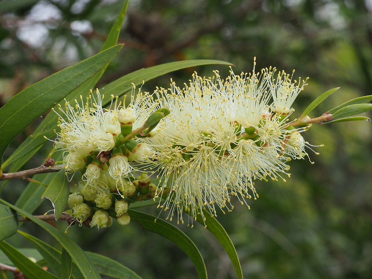 Willow Bottlebrush (Melaleuca salicina)