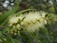 Willow Bottlebrush (Melaleuca salicina) - Ladybird Nursery
