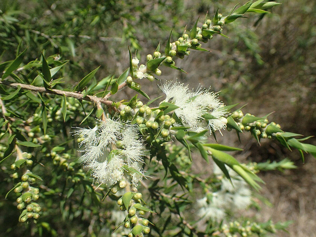 Prickly - leaved Paperbark (Melaleuca styphelioides) - Ladybird Nursery