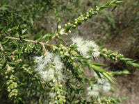 Prickly - leaved Paperbark (Melaleuca styphelioides) - Ladybird Nursery