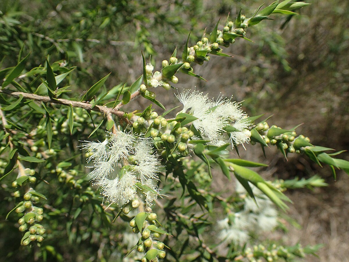 Prickly - leaved Paperbark (Melaleuca styphelioides) - Ladybird Nursery